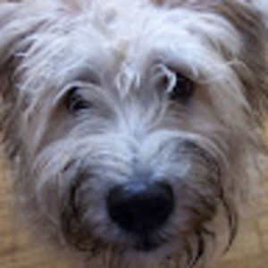 Meet your Posher, Diana